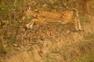 deer